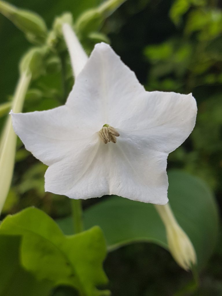 Nicotina sylvestris