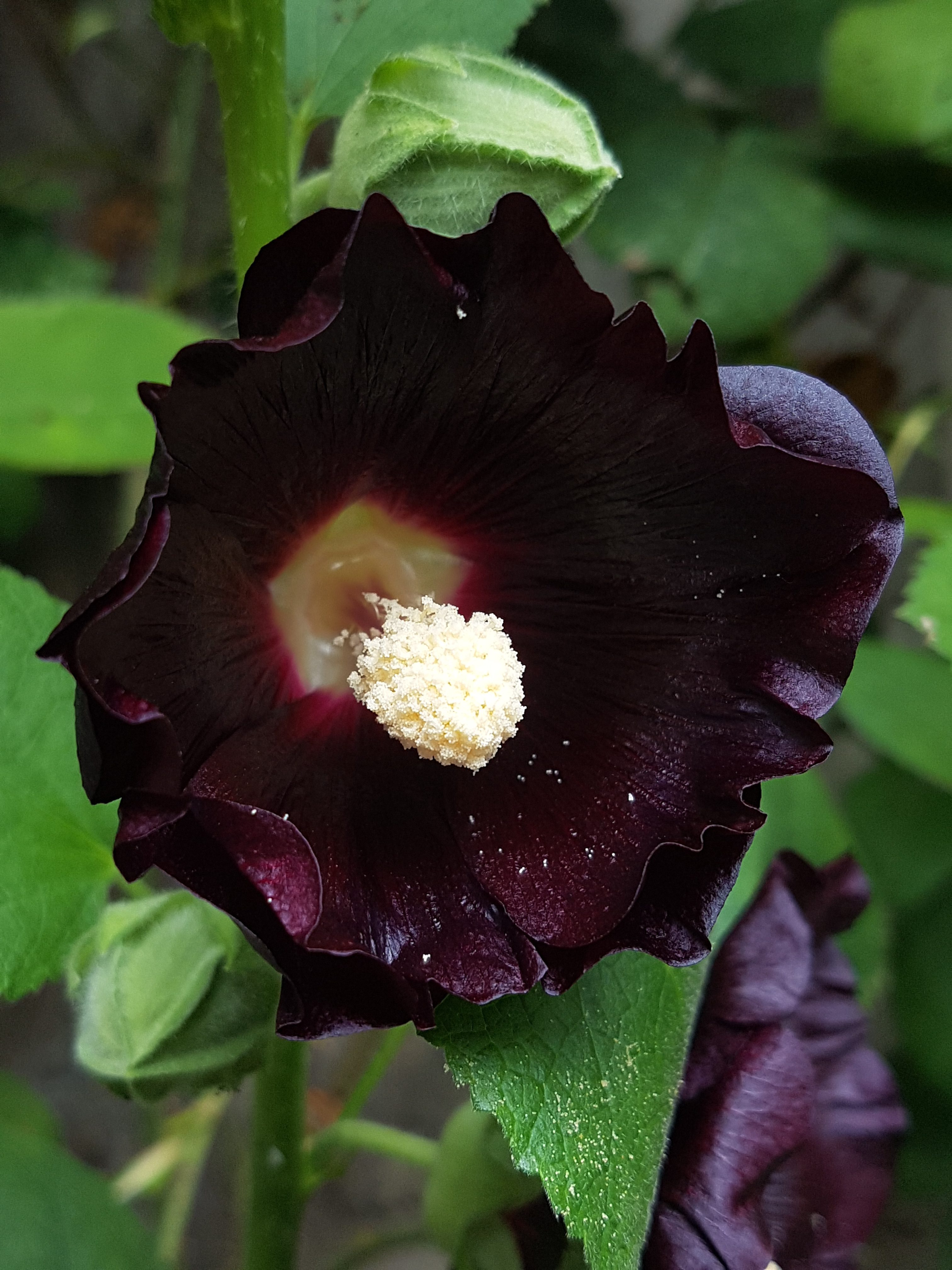 Dramatisk sorte blomster som vakker kontrast i hagen og i salaten.