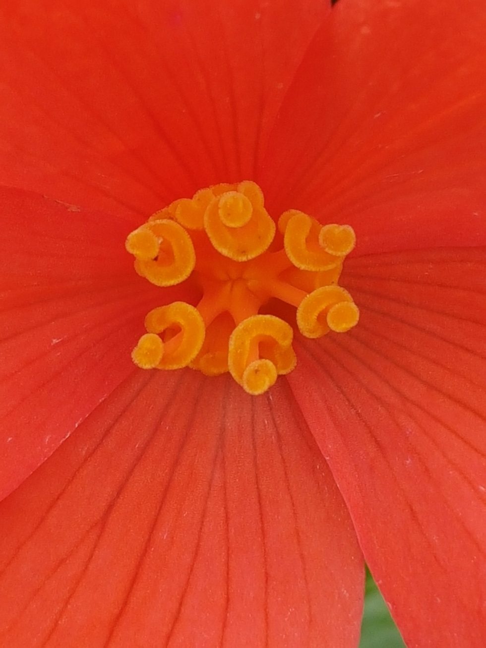 Begoniaens hunnblomst med arr