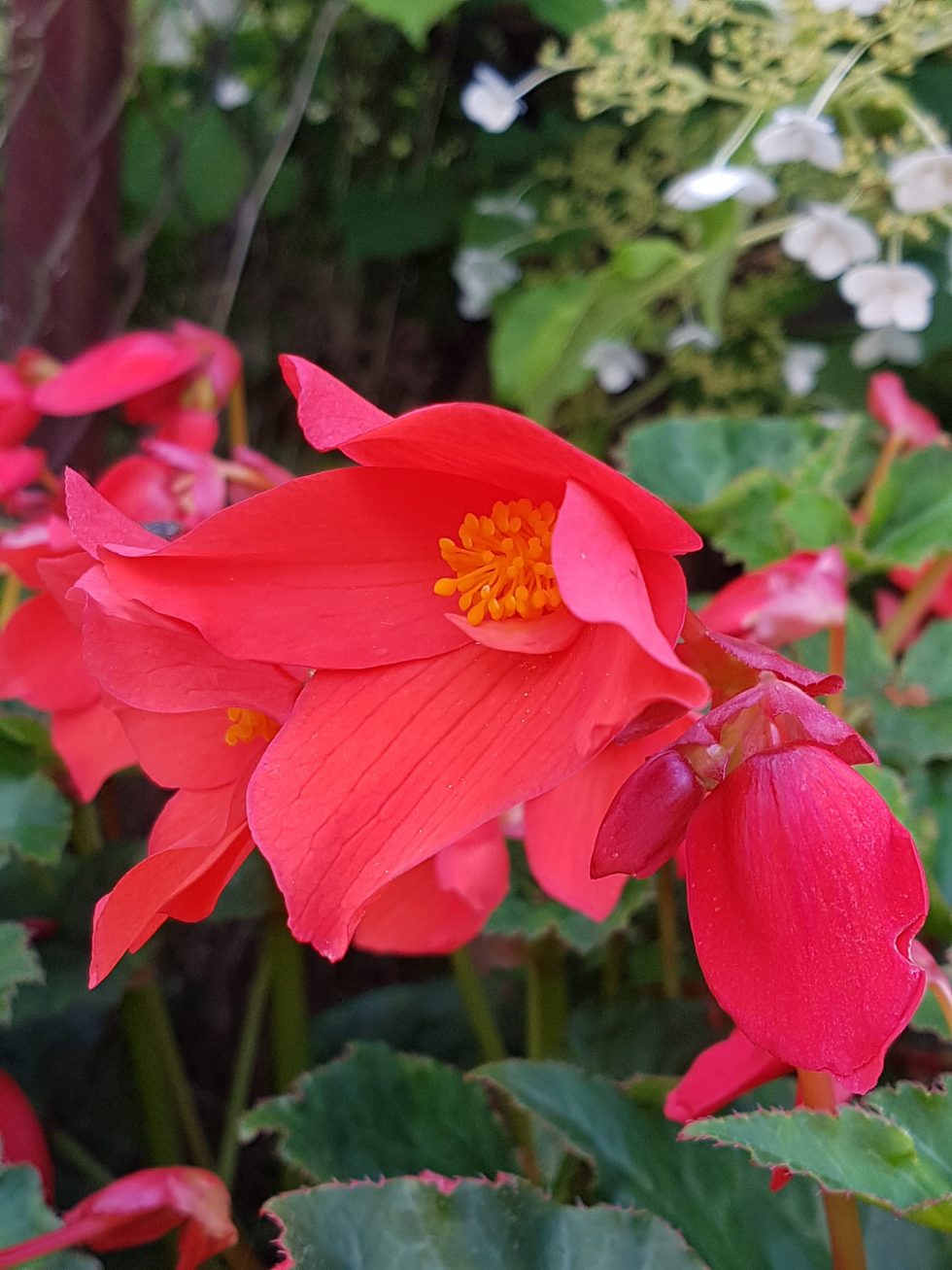 Begonia knoller med en liten vri før utplanting. - SkarpiHagen