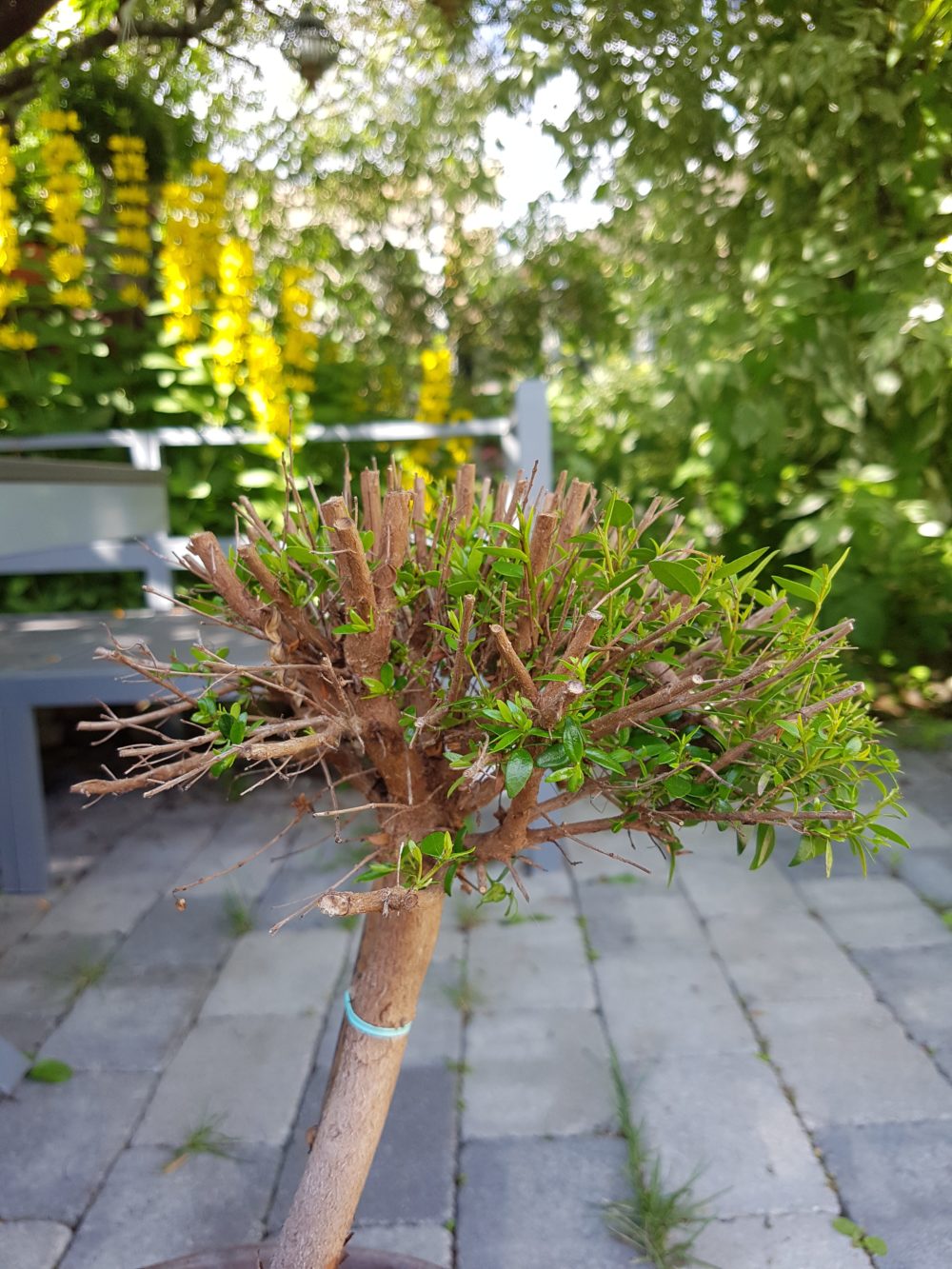 Halvdød og kraftig beskåret 