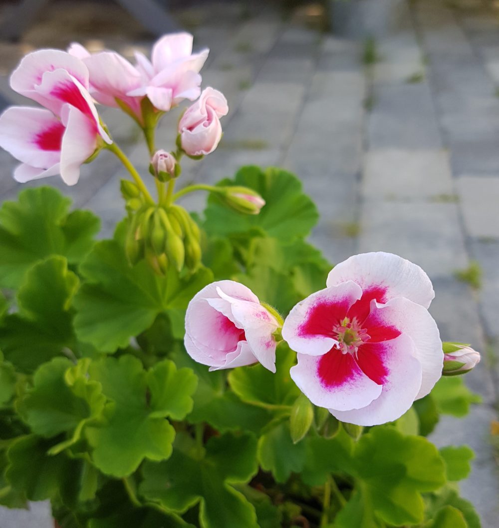 Pelargonia "white splash"