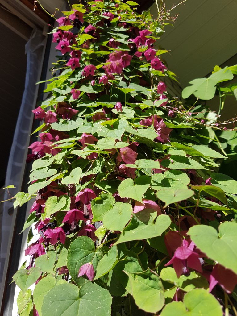 Tett søyle med blomster og grønt