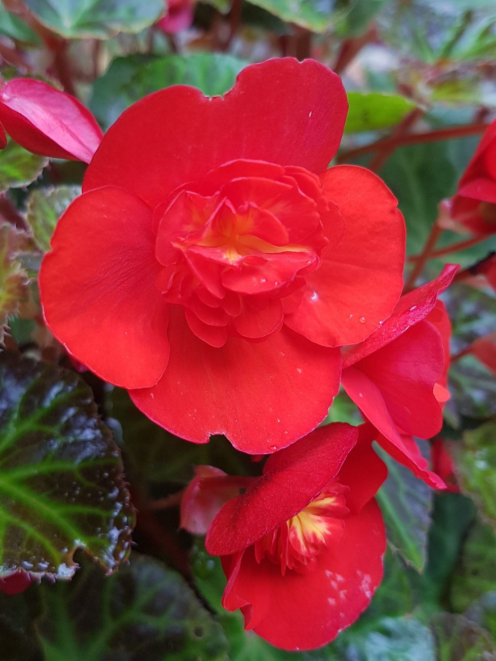 Magisk farge på Begonia multiflora