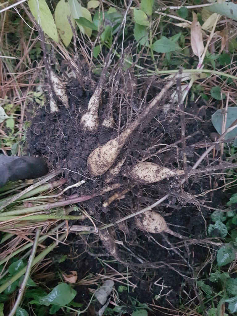 Det er alltid spennende å se hvor mye røttene har utviklet seg. Som å grave etter gull