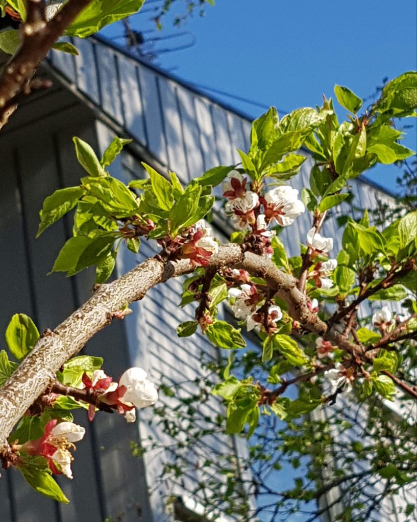 Aprikos blomster