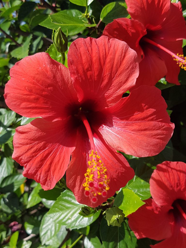 Hibiskus, kjent og kjær. Finnes i fylt og enkel. Trenger en kjølig hvileperiode på vinteren for ikke å slite seg ut. Har slektninger i Norge som klarer seg året rundt og hører tilKattostfamilien