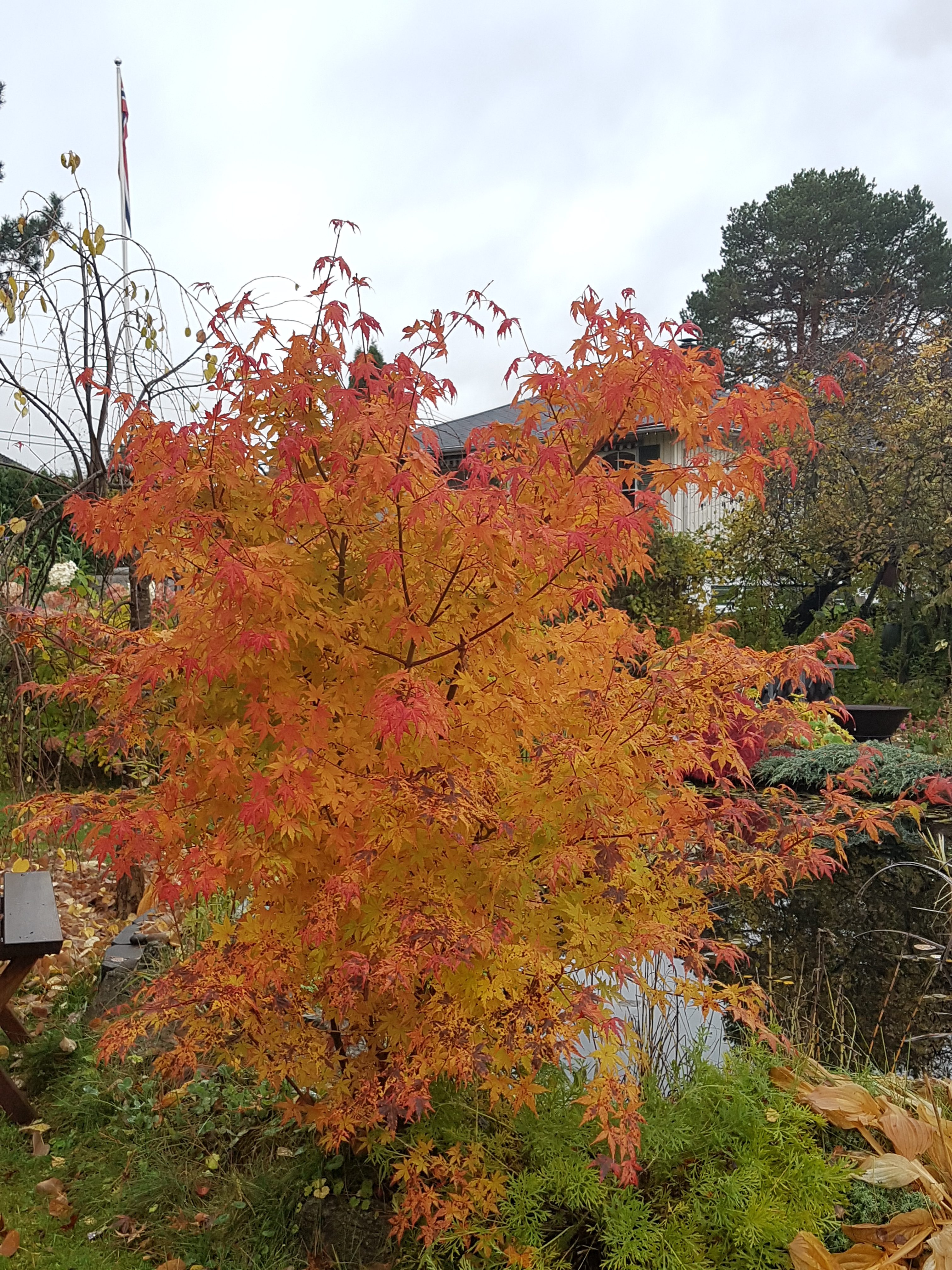 Den siste «brannfakkelen» før frosten kom; Acer palmatum