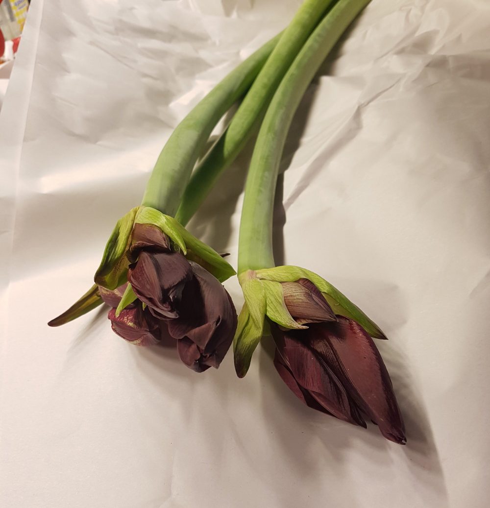 Lenger levetid i vase for Amaryllis med noen enkle tips