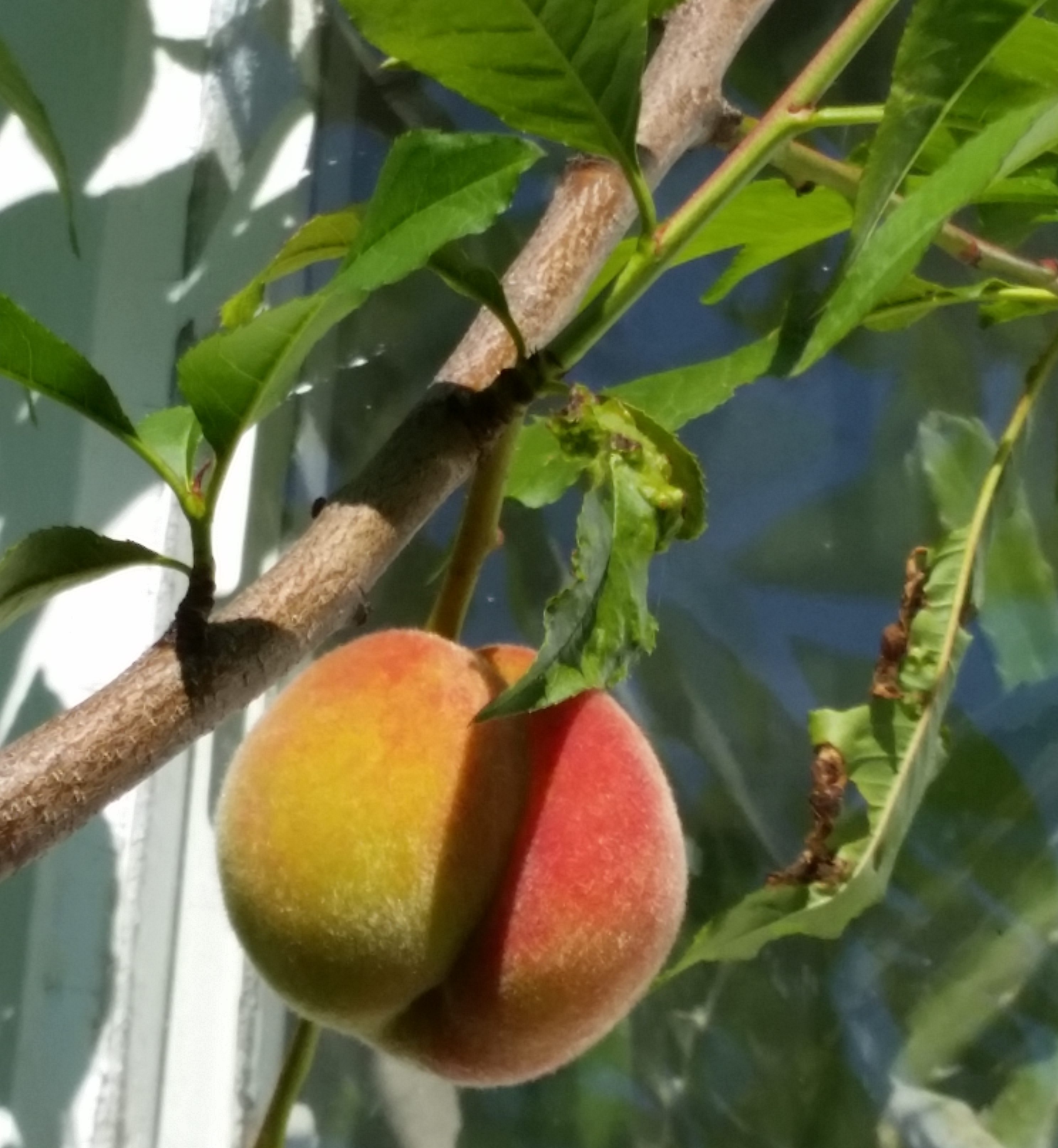 Hvordan jeg planter et nytt aprikos tre i hagen. - SkarpiHagen