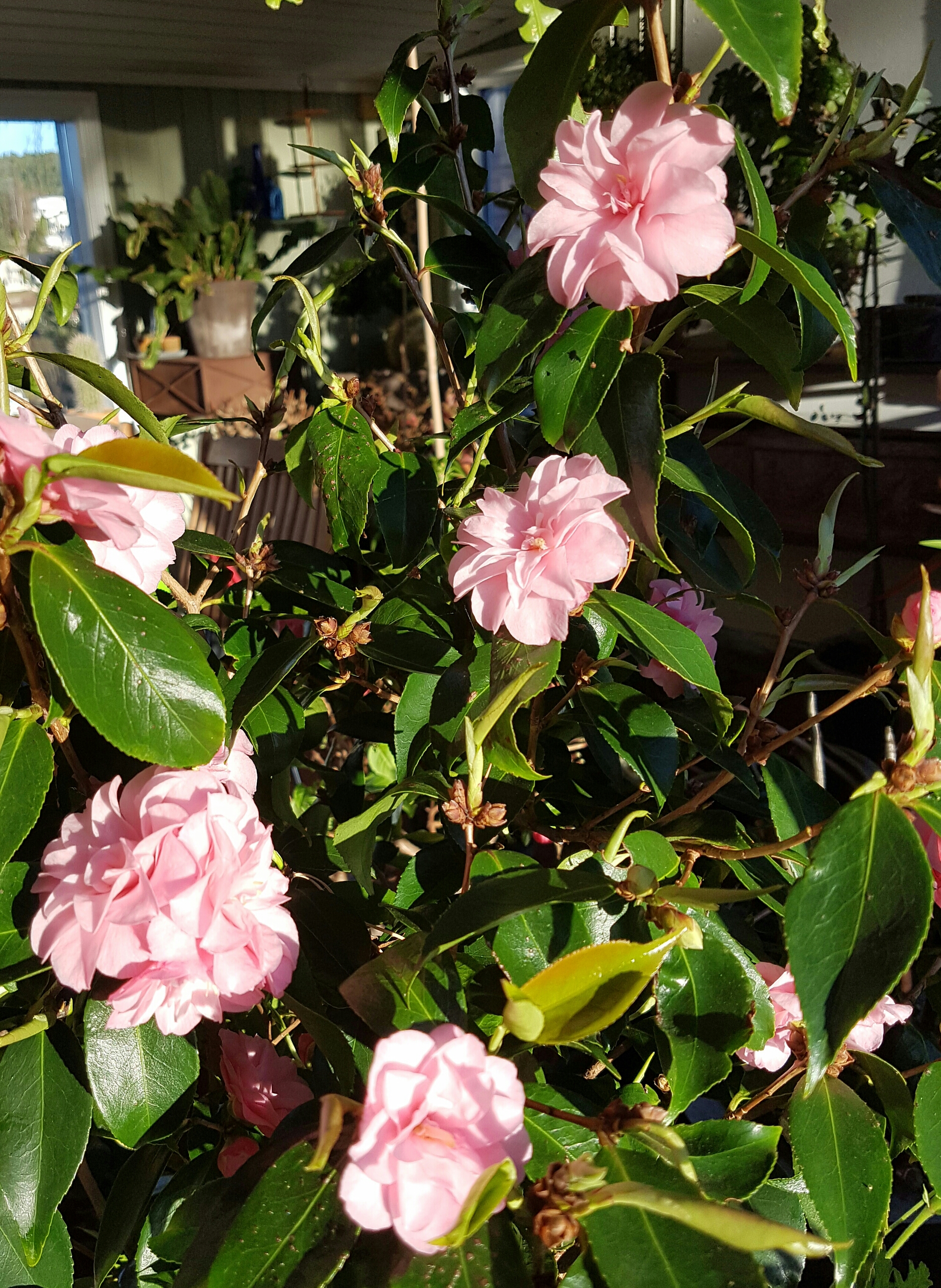 Dronninga i vinterhagen — Camellia japonica eller Kamelia - SkarpiHagen
