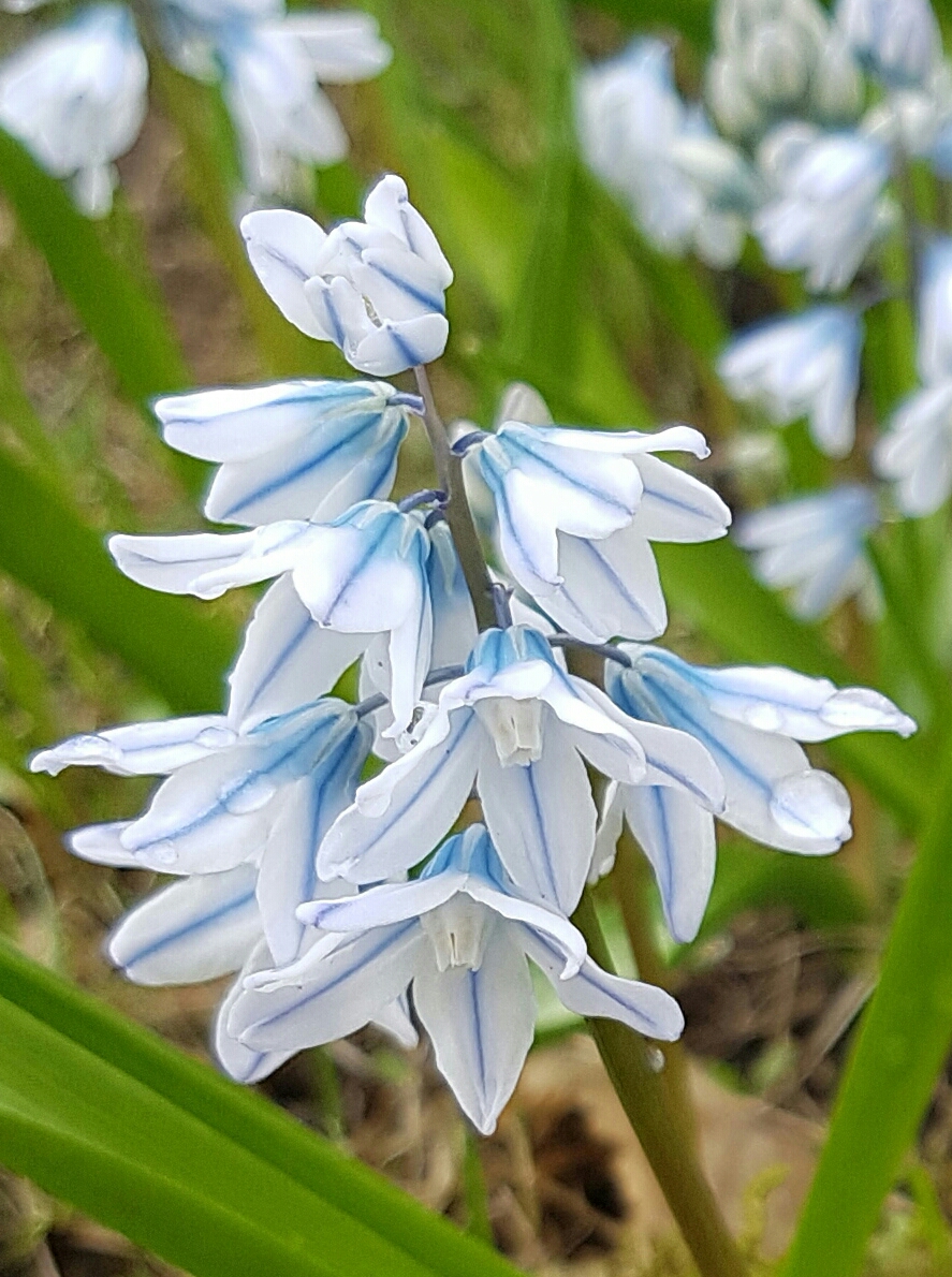 Russeblåstjerne, Scilla og Vårpryd er perfekt. - SkarpiHagen