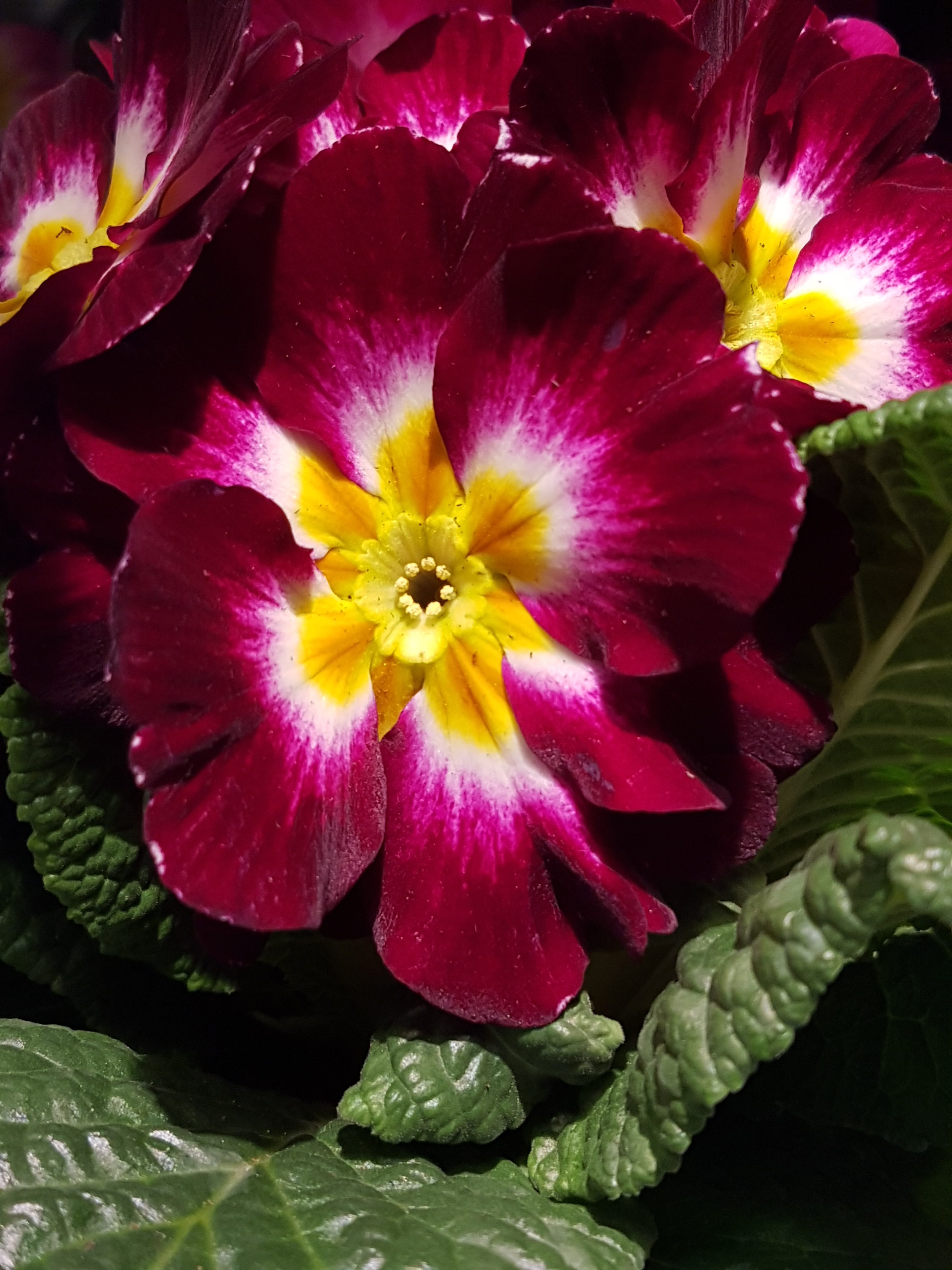 Primula-«Den første om våren» i nesten alle regnbuens farger