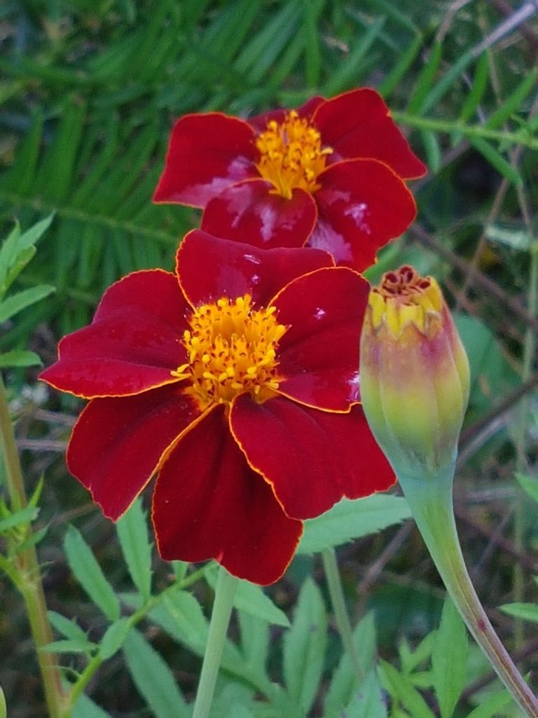 tagetes