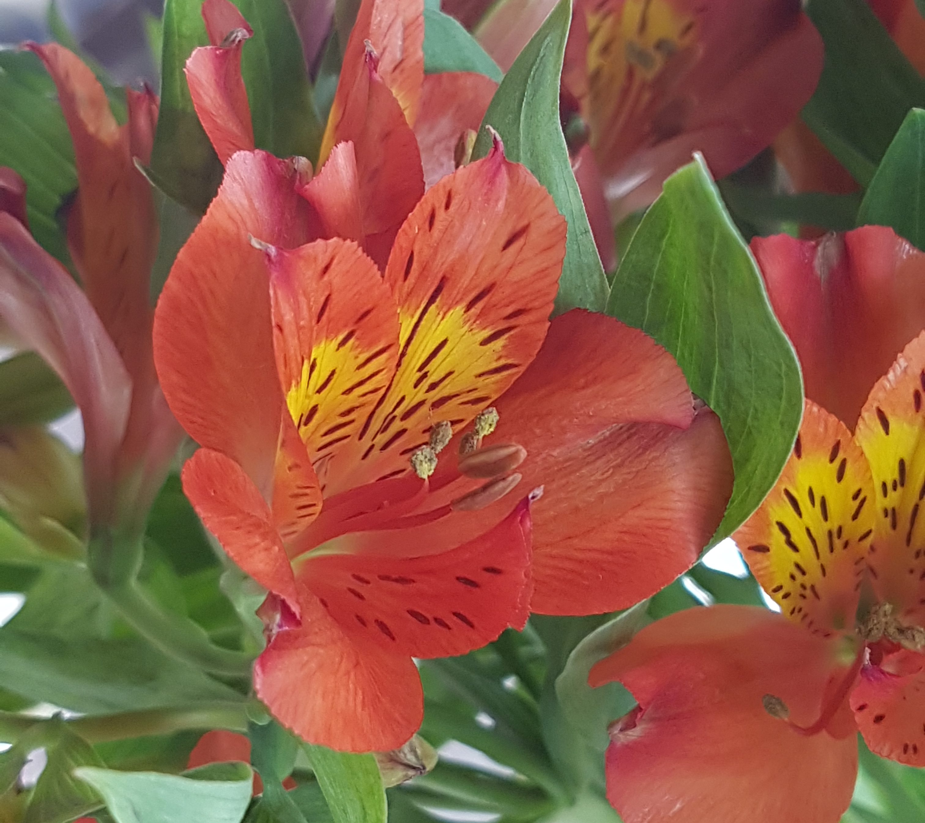 Alstroemeria eller Inkalilje; kanskje en av de enkleste og mest holdbare? -  SkarpiHagen