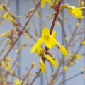 forsythia