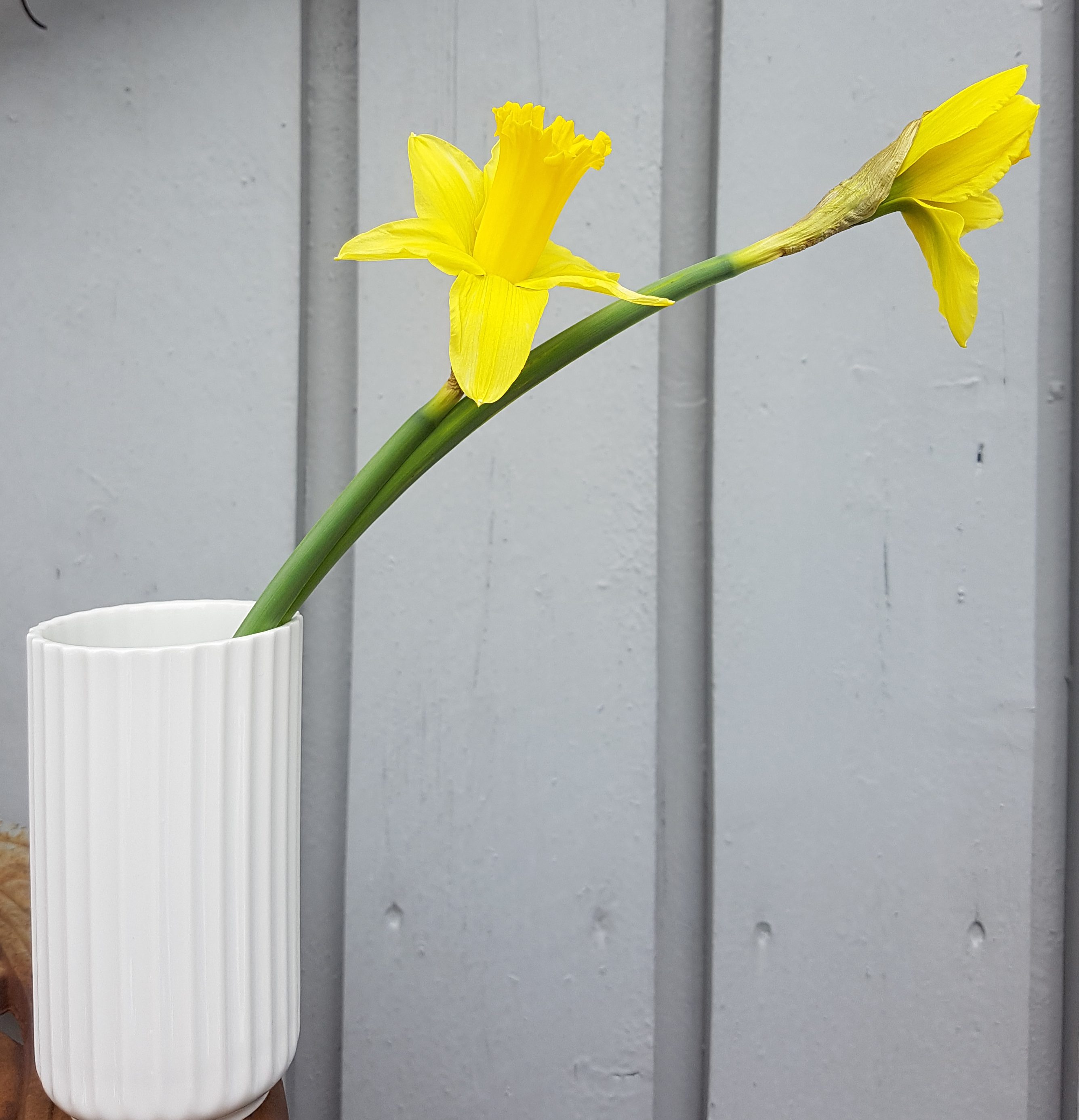 Påskelilje i vase er billig, enkelt og relativt holdbar vårglede innendørs.  - SkarpiHagen