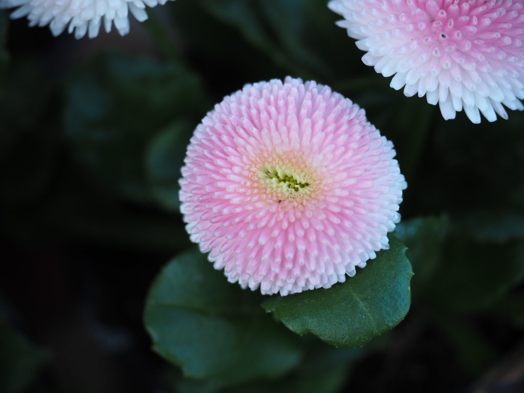 Bellis perennis