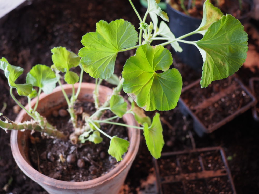 Pelargonia plantene bør få en god start med omplanting før ny vekstsesong.