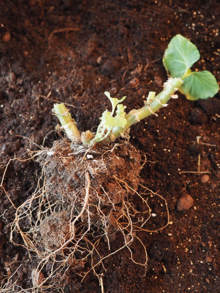 Pelargonium