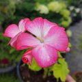 Pelargonia