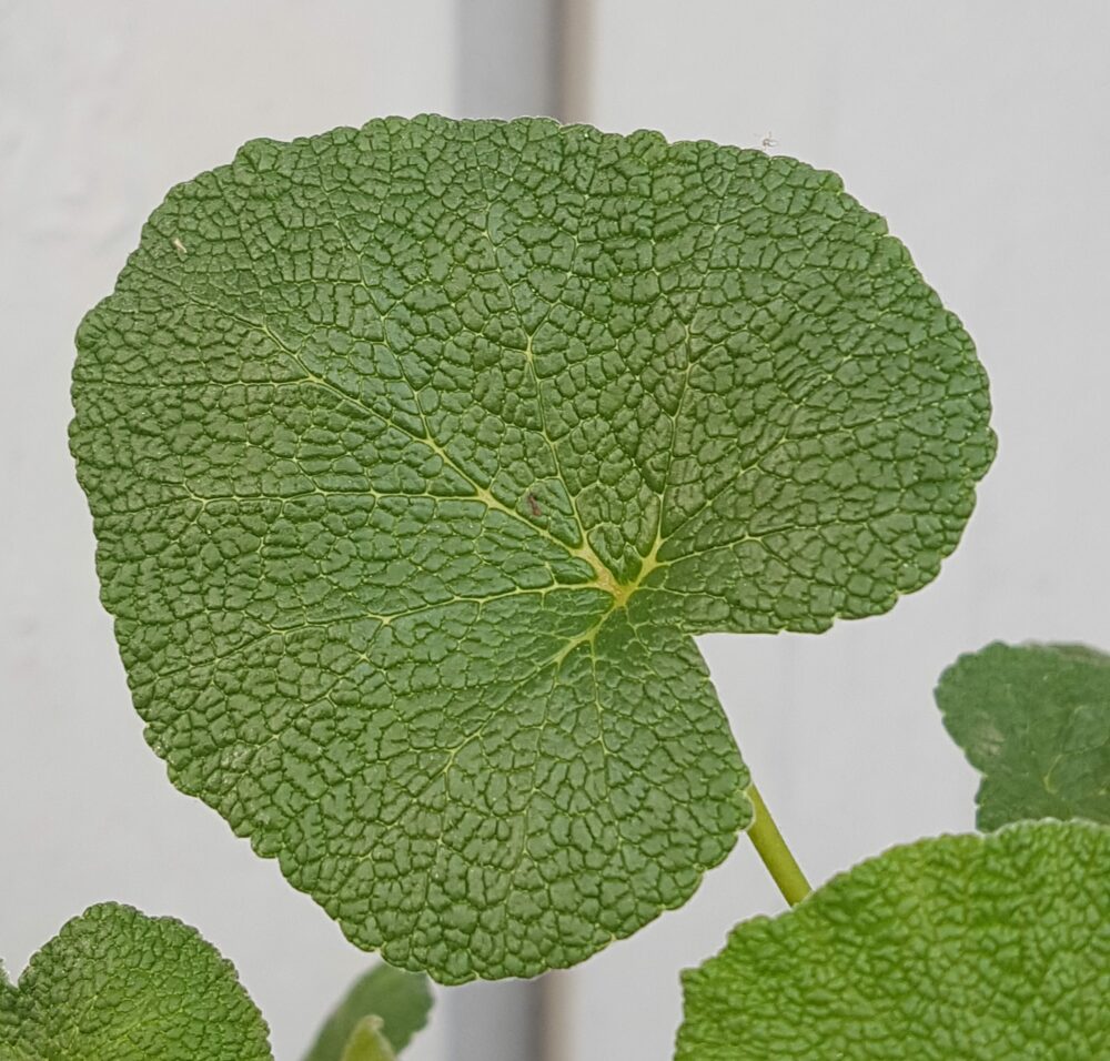 pelargonia