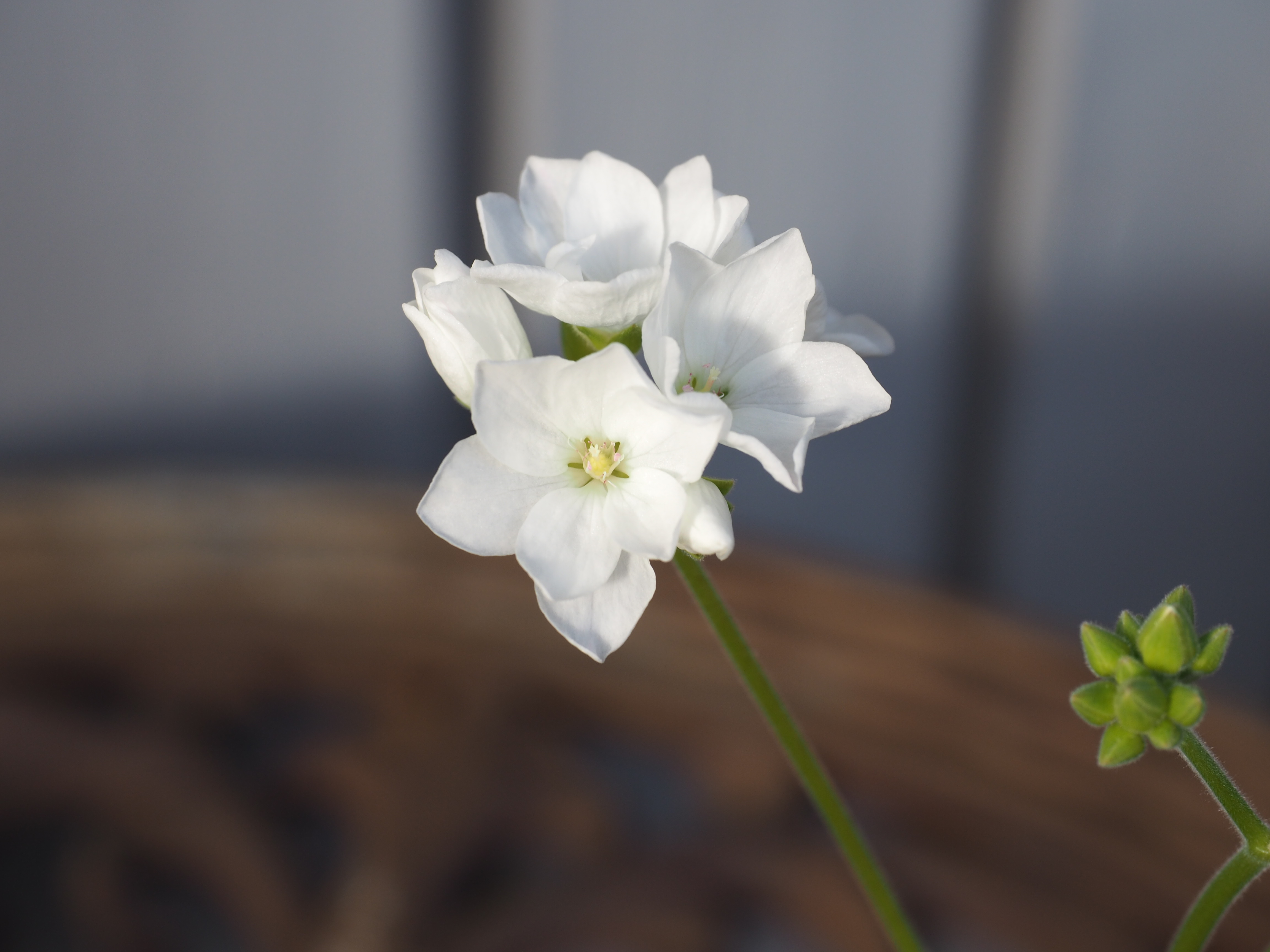 Pelargonium cotyledonis, en annerledes sort jeg bare måtte ha!