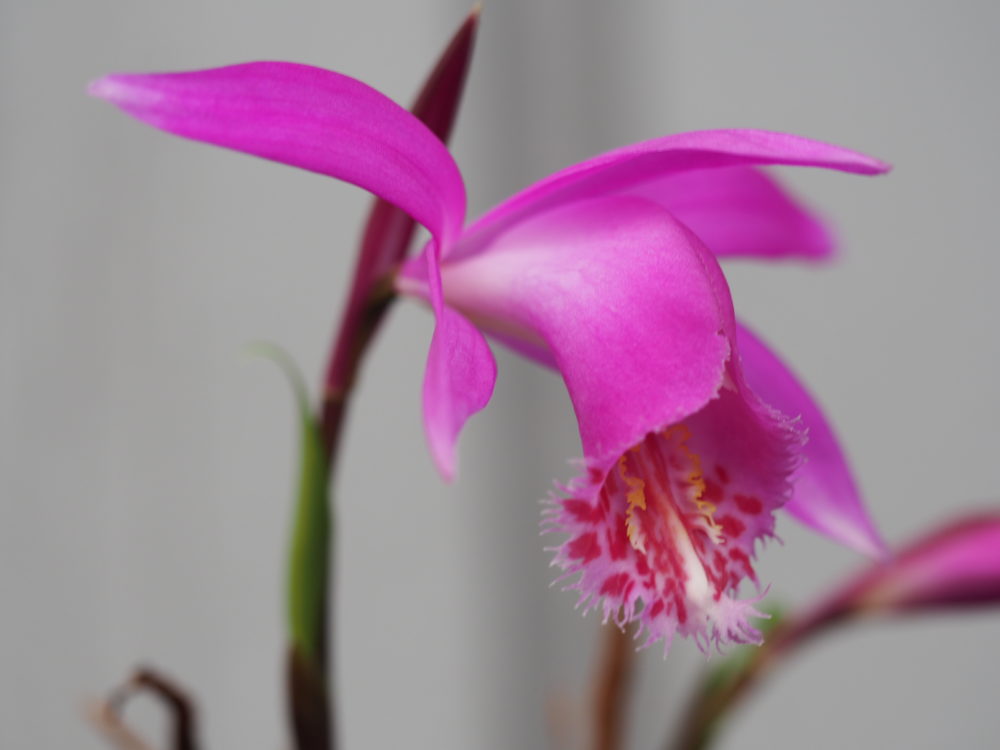 pleione tongariro