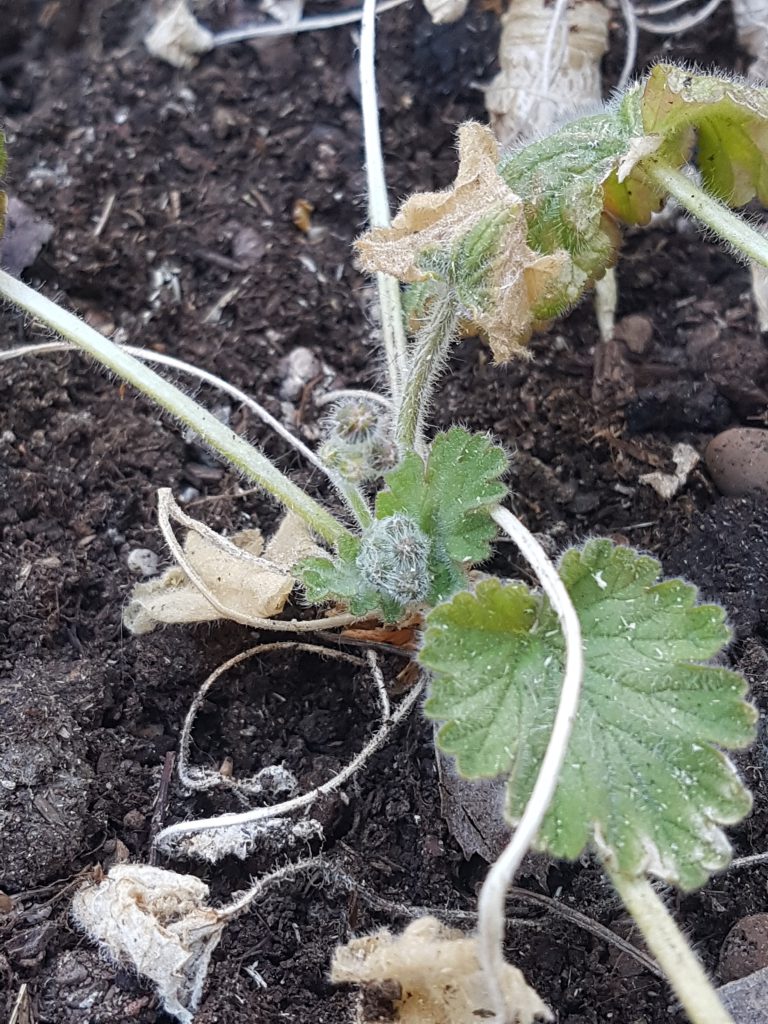 Pelargoniflorum