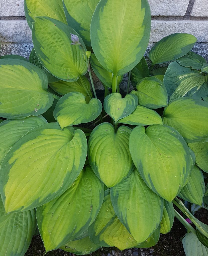 Hosta