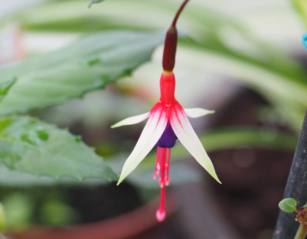 Fuchsia magellanica