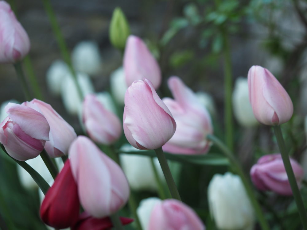 Husk å plante blomsterløk nå for neste års vårblomstring.