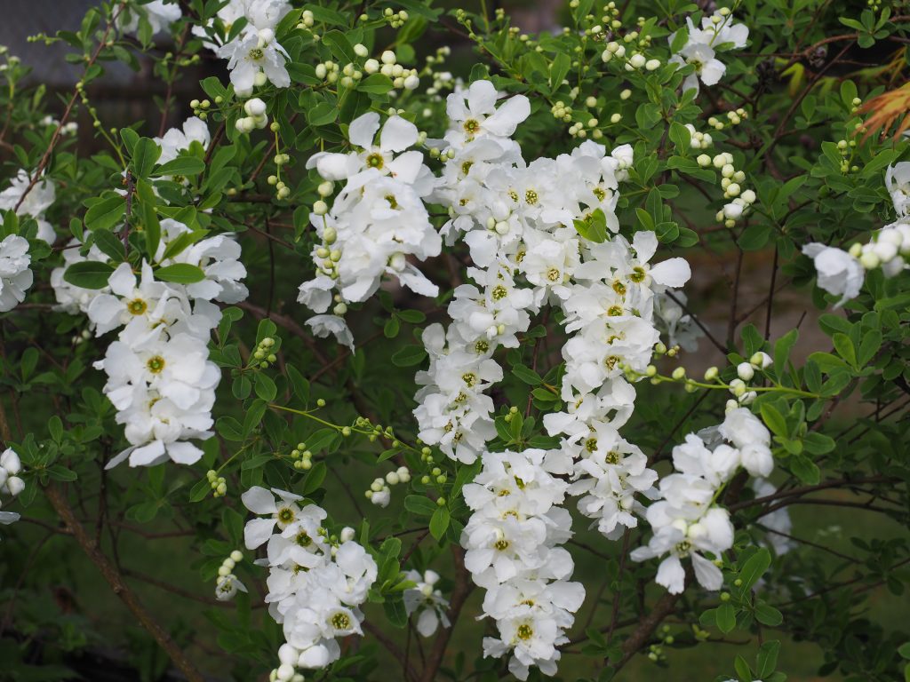 Exochorda