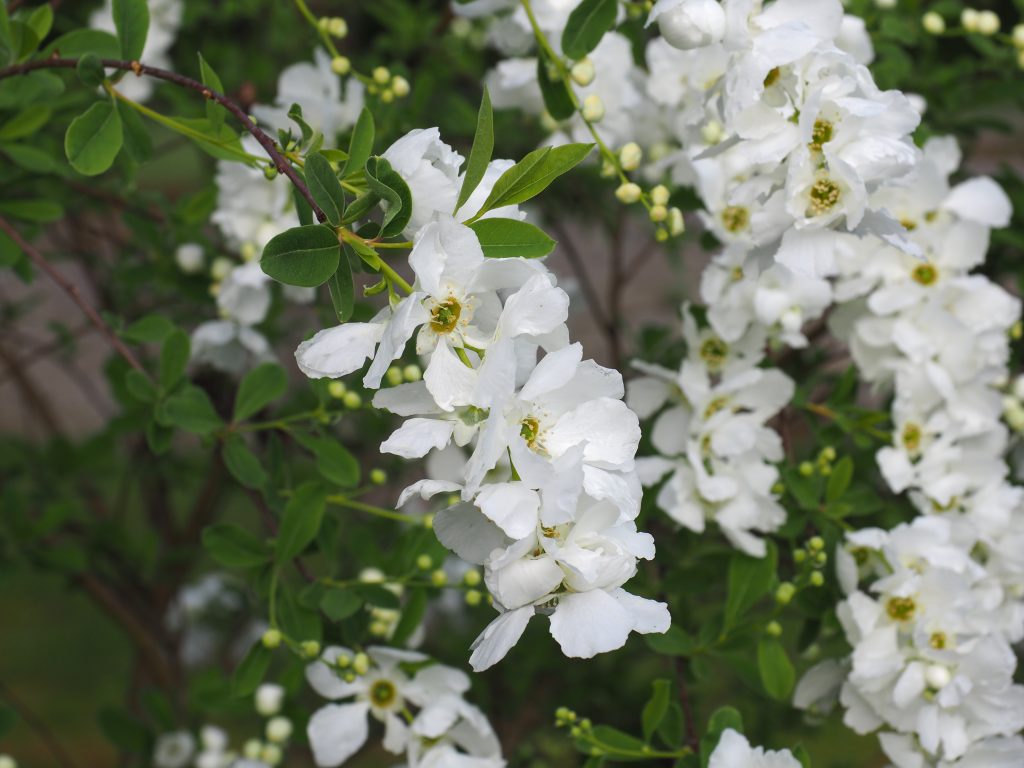 exochorda