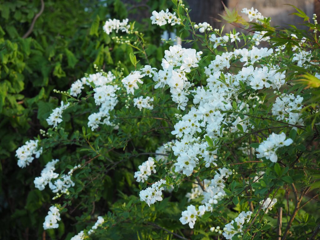 Exochorda macrantha