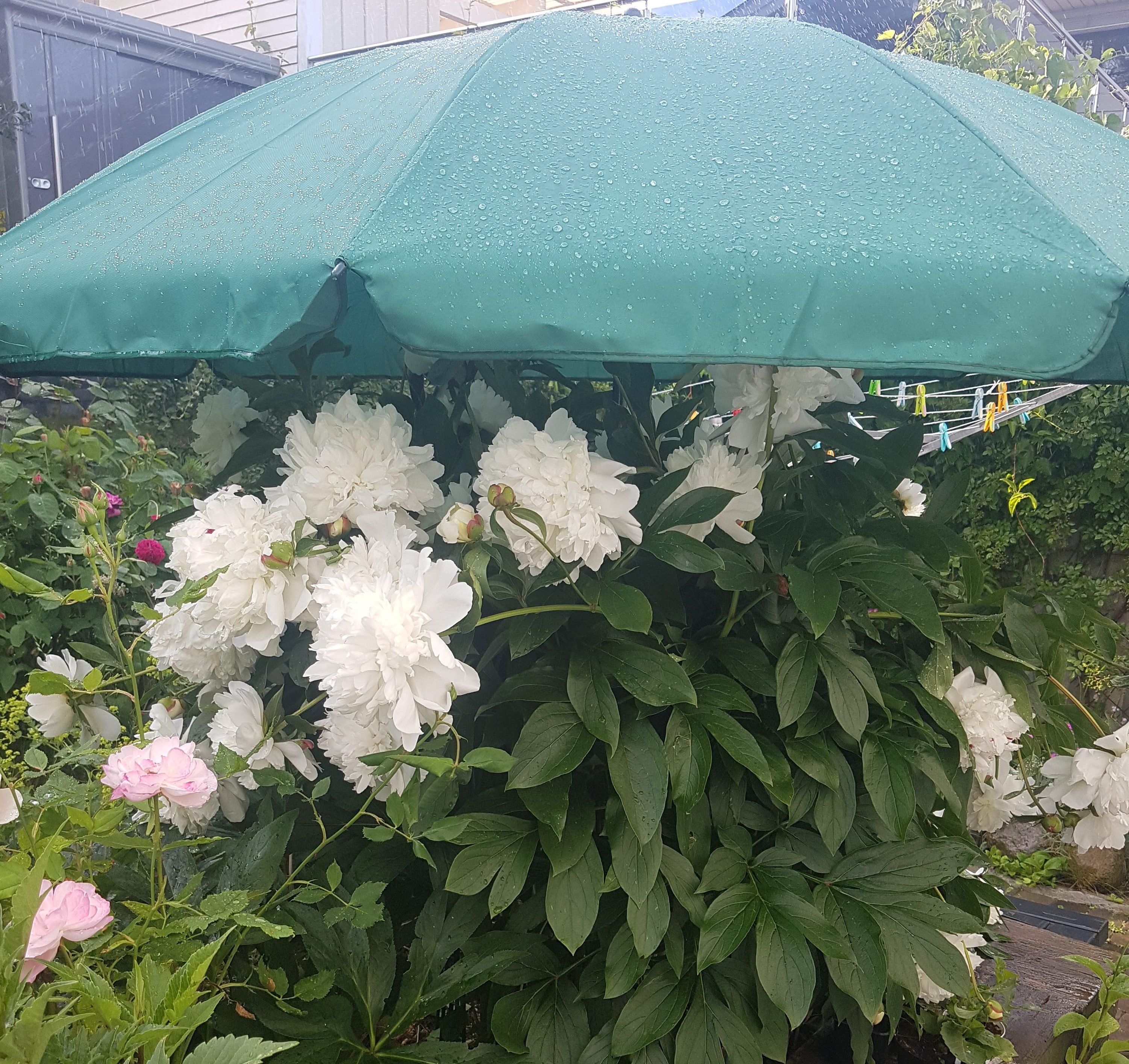 Peonene får den enkleste beskyttelsen mot regnet ved hjelp av en parasoll -  SkarpiHagen