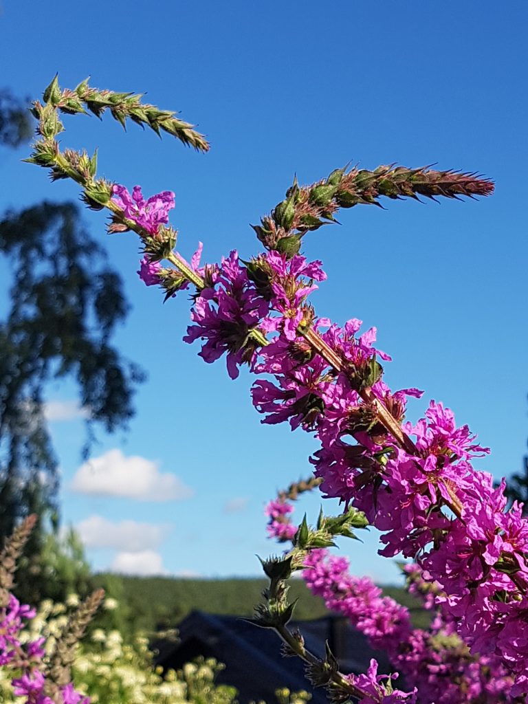 Lythrum salicaria