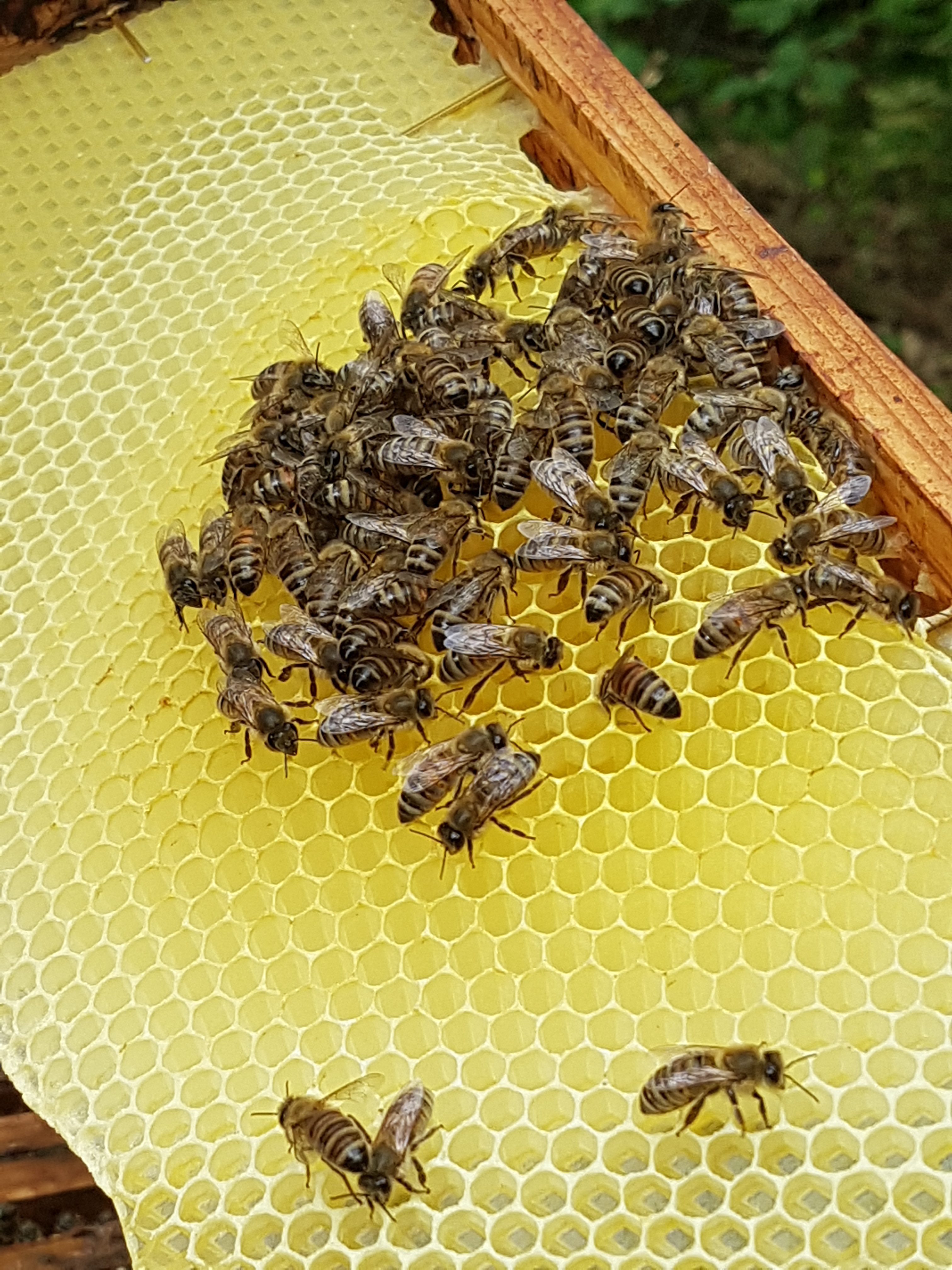 Bier i hagen og 10 spørsmål til en birøkter - SkarpiHagen