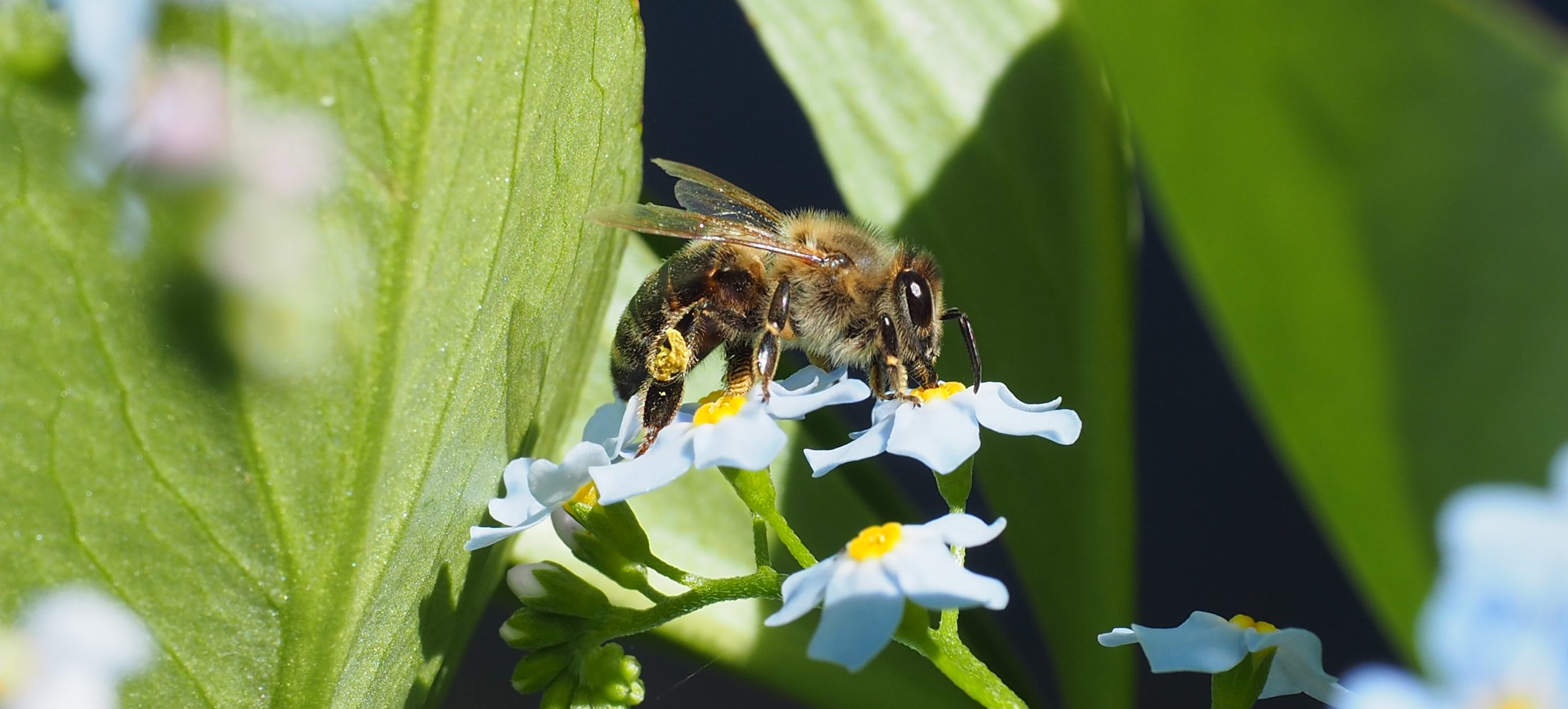 Bier i hagen og 10 spørsmål til en birøkter