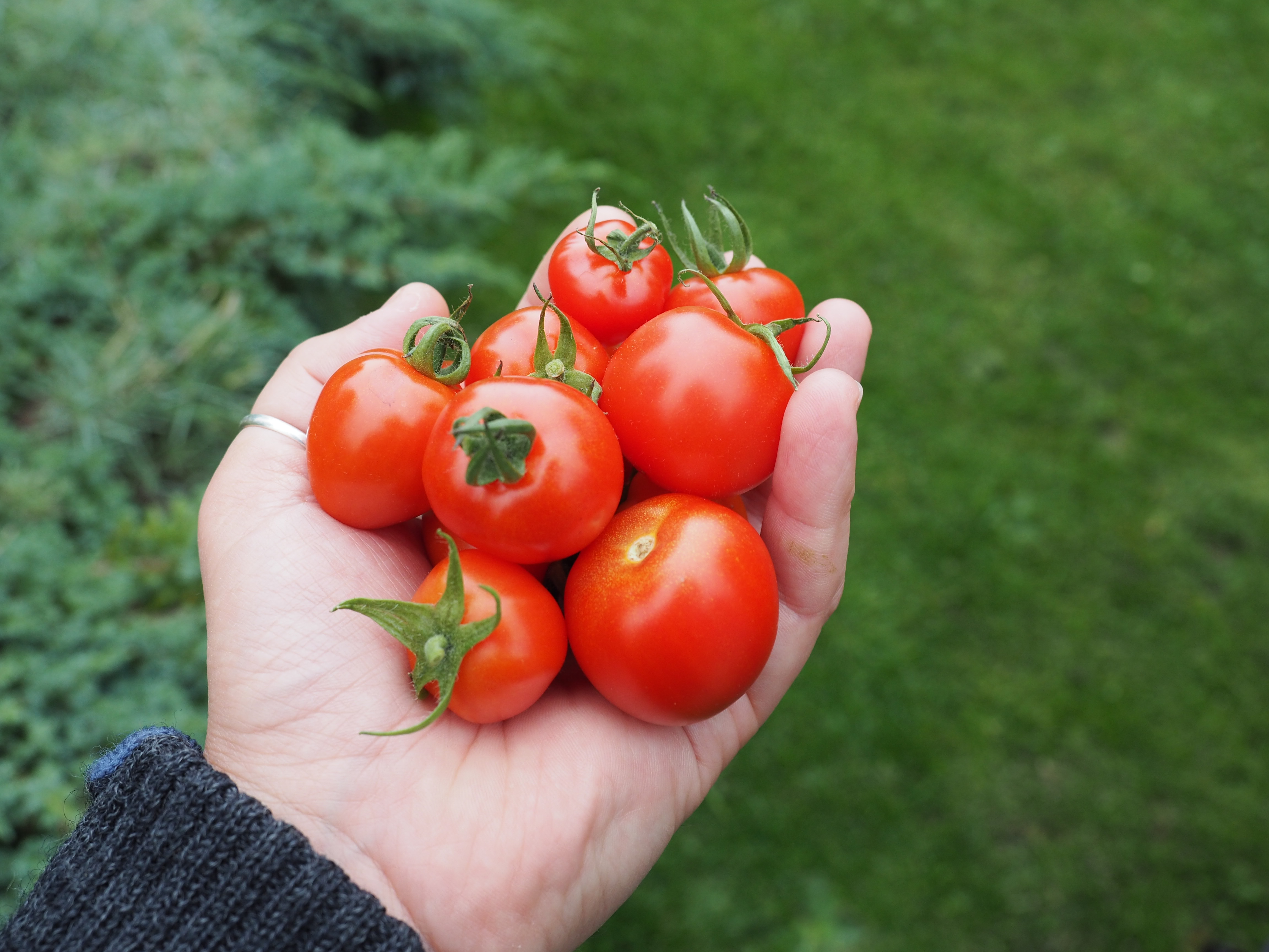 Enkel måte å ta vare på favoritt tomatene til neste års avling. -  SkarpiHagen