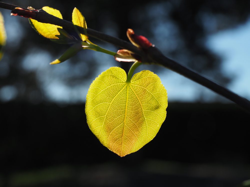 Cercidiphyllum japonicum pendulum