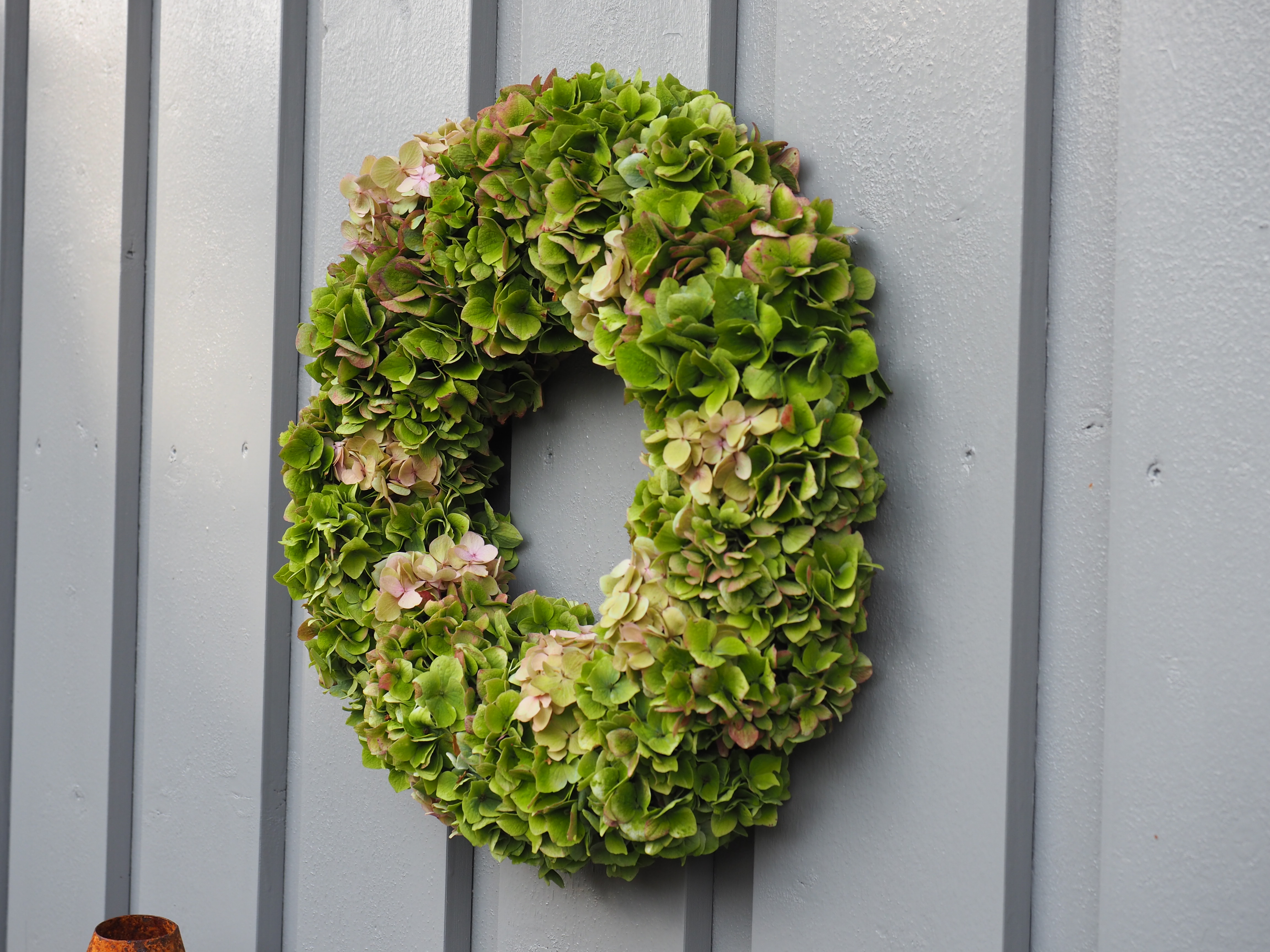 Høstkrans av hortensia etter sommerblomstringen