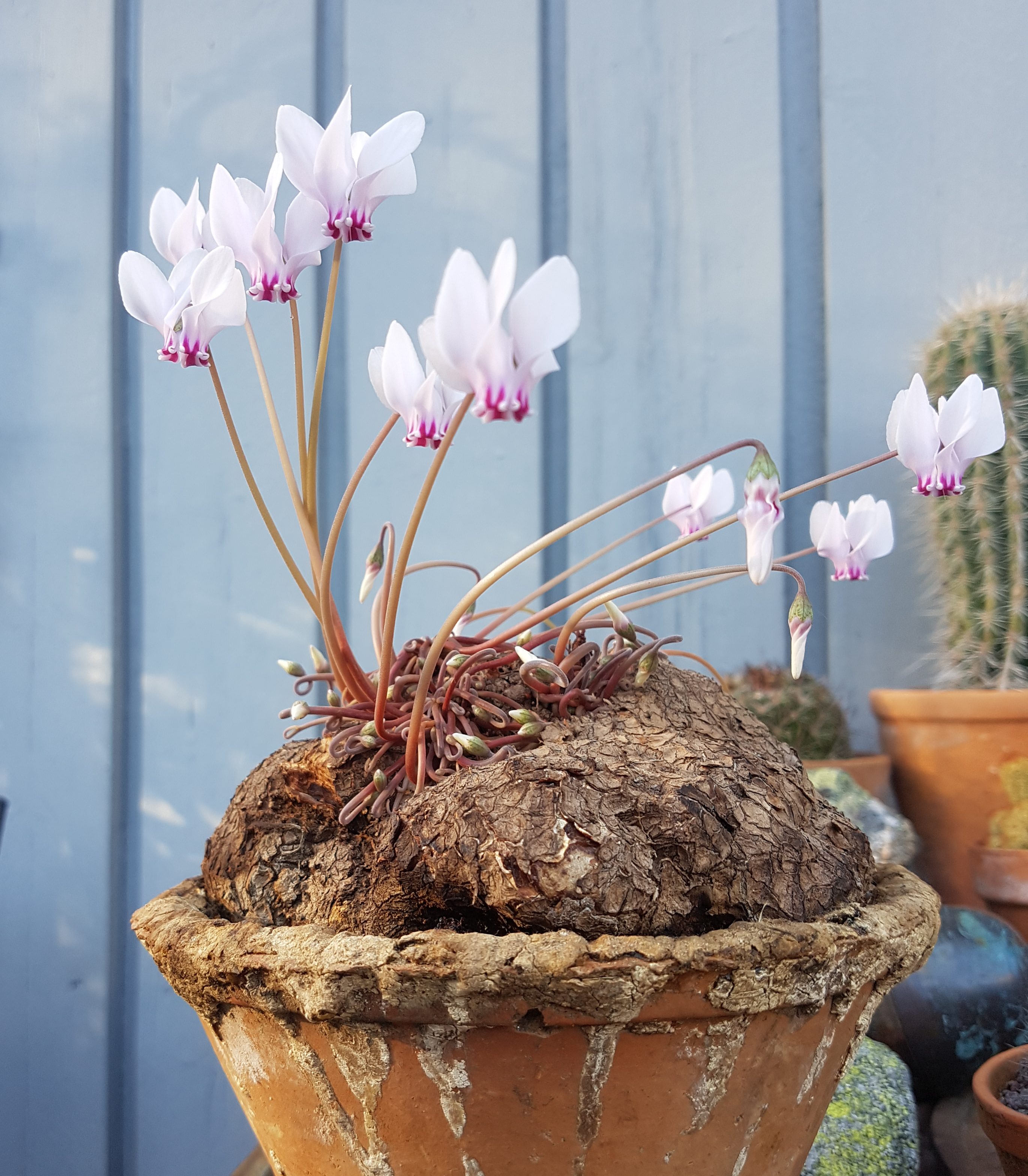 Cyclamen eller alpefiol; her er en variant mange ikke kjenner til. -  SkarpiHagen