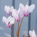 Cyclamen hederifolium