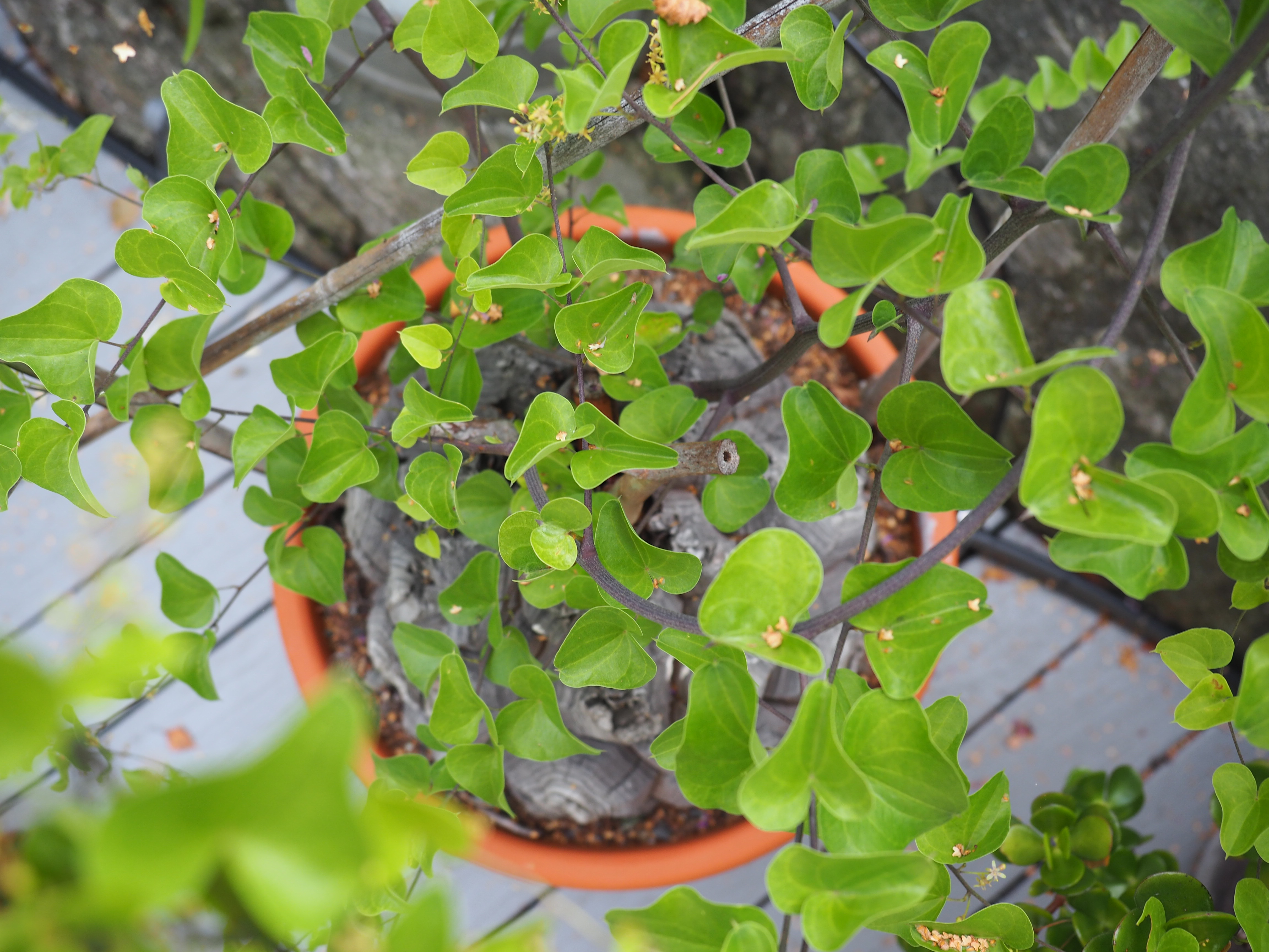 Dioscorea elephantipes er kanskje den råeste av mine potteplanter -  SkarpiHagen