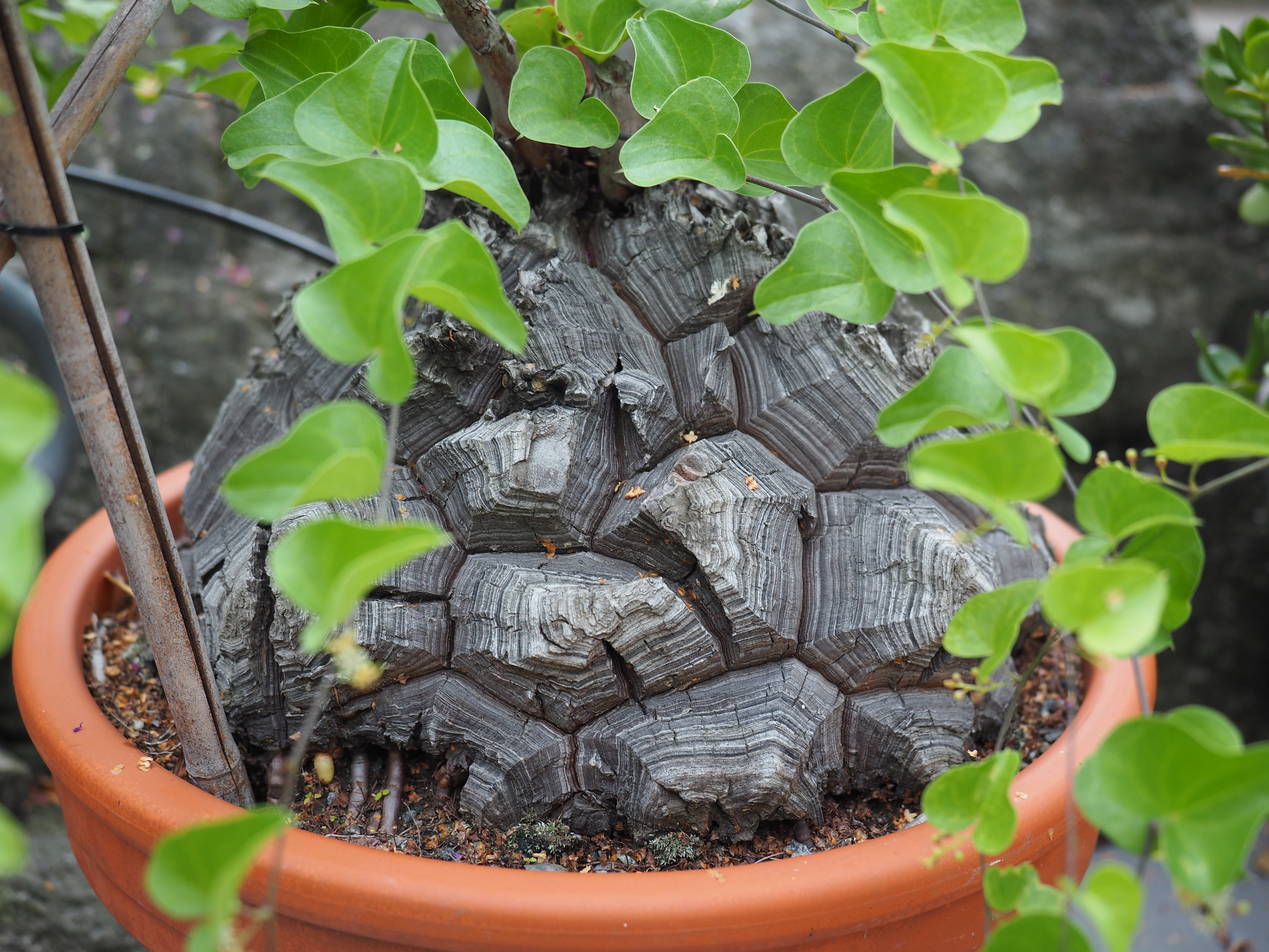 Dioscorea elephantipes er kanskje den råeste av mine potteplanter