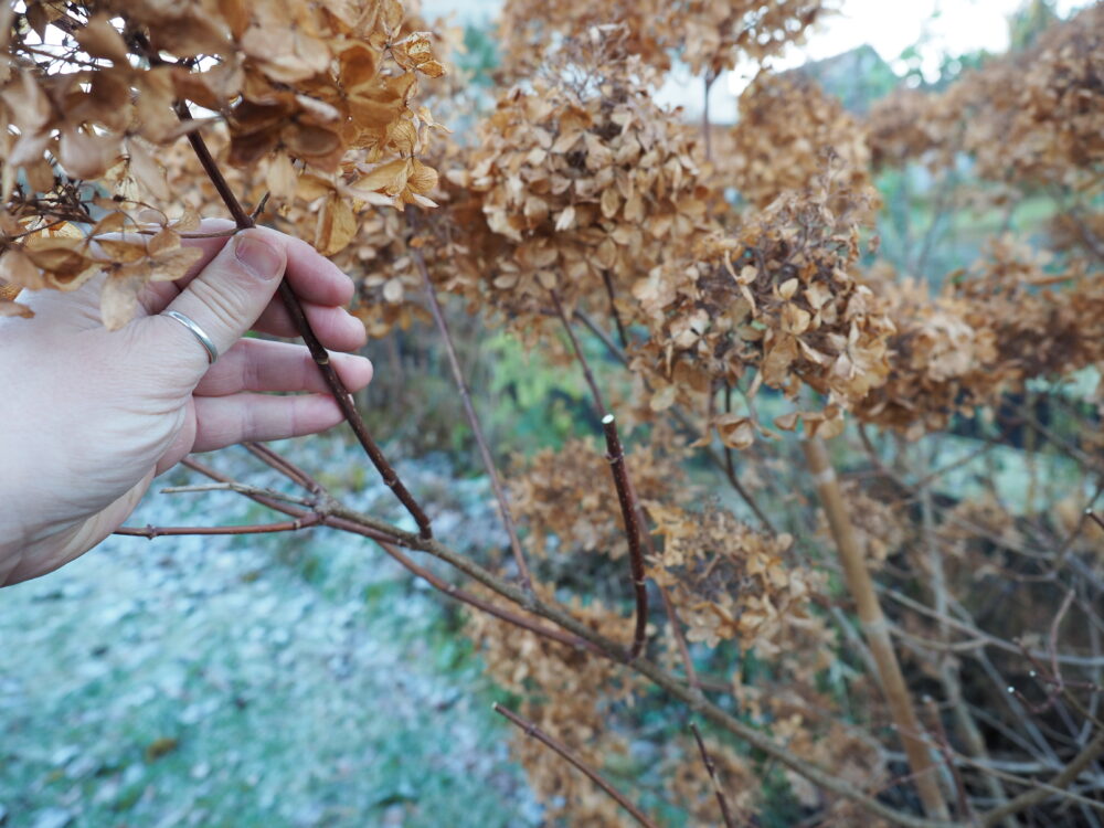 Hydrangea paniculata