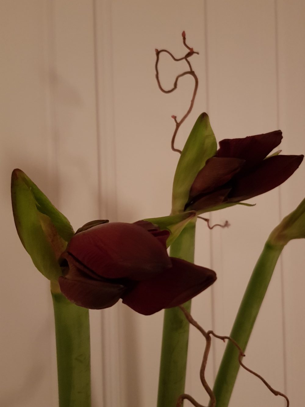 avskårne amaryllis