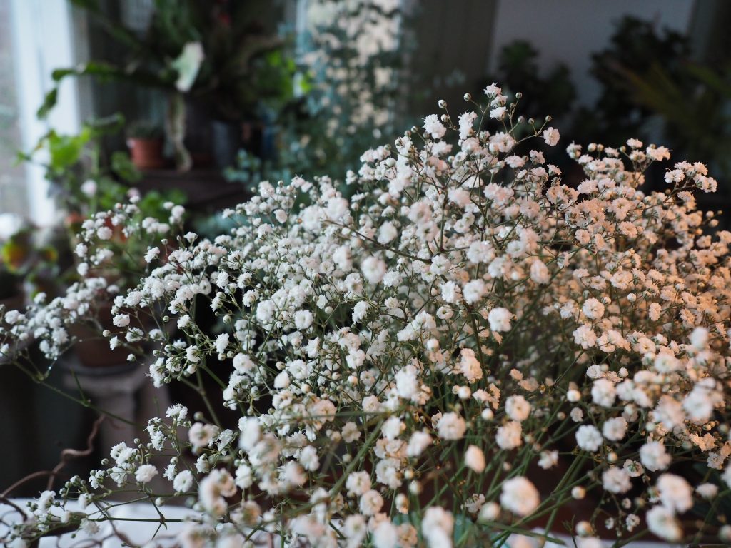 Gypsophila