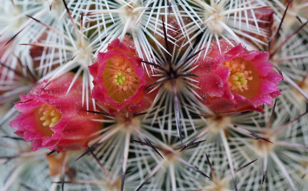 Kaktus i blomst